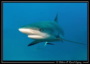 A curious one approaching (Carcharhinus perezi) by Raoul Caprez 